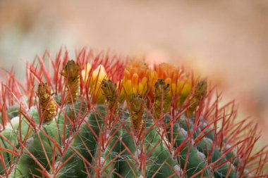 Güzel dikenli kaktüs, yakın planda narin bir çiçek, doğal bir ortamda büyüyor.