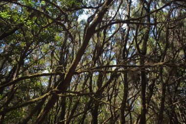 Kanarya adası La Gomera 'daki İspanyolların orjinal ormanı.