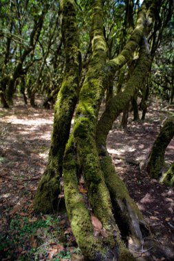 Kanarya adası La Gomera 'daki İspanyolların orjinal ormanı.