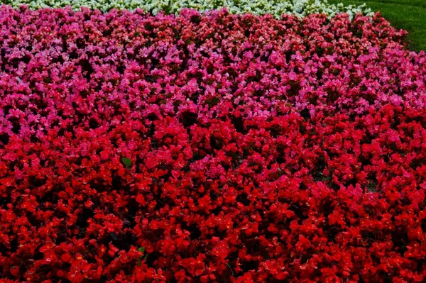 Beau Fond Coloré Avec Des Fleurs Poussant Jour Été Dans — Photo