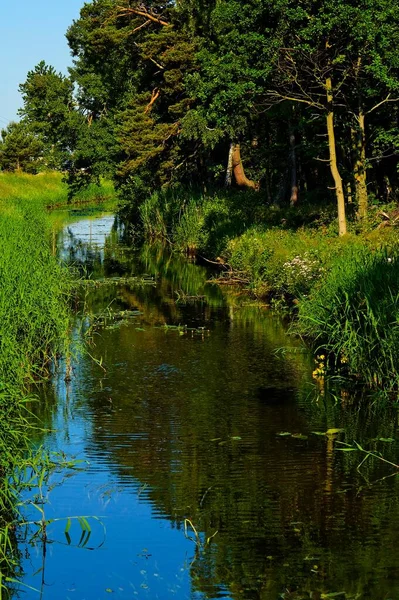 Vackert Sommarlandskap Med Flod Och Gröna Träd Och Vass Stranden — Stockfoto