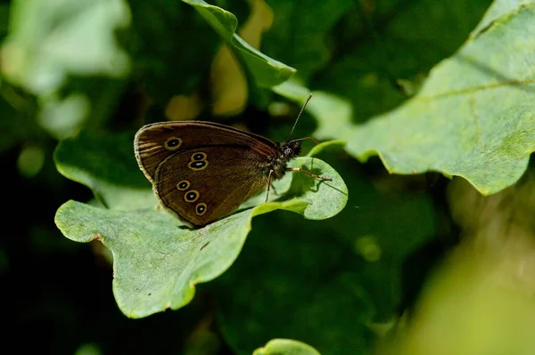 在一个温暖的夏日里 一只美丽的色彩艳丽的蝴蝶栖息在植物上 — 图库照片
