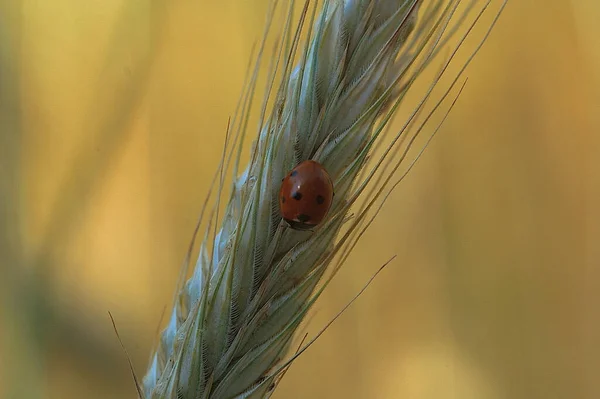 Bela Pequena Joaninha Delicada Close Sentado Uma Orelha Centeio Fundo — Fotografia de Stock