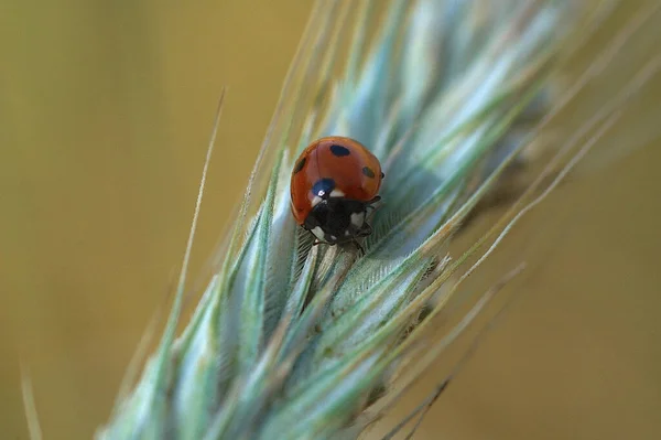 Bella Piccola Coccinella Delicata Primo Piano Seduta Orecchie Segale Uno — Foto Stock