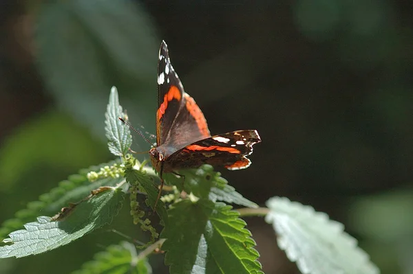Μια Όμορφη Μεγάλη Πολύχρωμη Πεταλούδα Κοντινό Πλάνο Σκαρφαλωμένη Ένα Φυτό — Φωτογραφία Αρχείου
