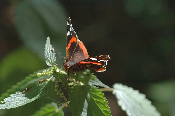 Ein Schöner Großer Farbenfroher Schmetterling Großaufnahme Der Einem Warmen Sommertag — Stockfoto