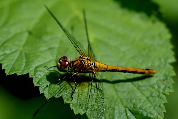 Bela Predatória Dragão Fly Descansando Uma Folha Verde Dia Ensolarado — Fotografia de Stock