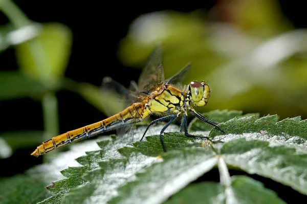 Hermosa Mosca Dragón Depredadora Descansando Sobre Una Hoja Verde Día — Foto de Stock