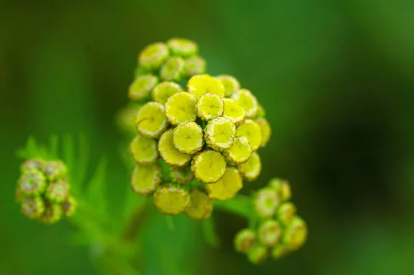 Beautiful Yellow Flower Growing Meadow Green Leaves Warm Sunny Day — Stock Photo, Image