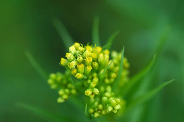 Egy Gyönyörű Sárga Virág Rét Között Zöld Levelek Egy Meleg — Stock Fotó