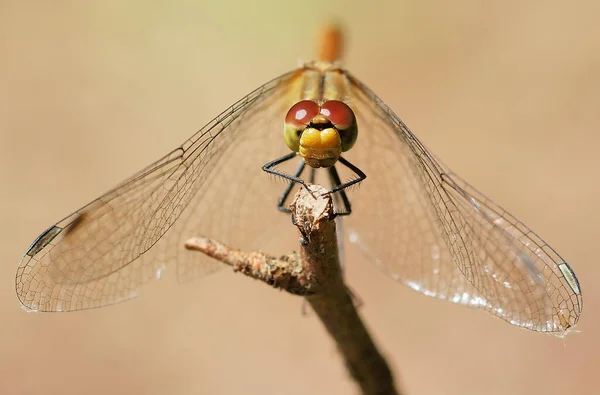 Schöne Libelle Auf Einem Ast Nahaufnahme Auf Beigem Hintergrund — Stockfoto