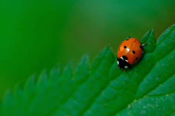 Pequeno Vermelho Bonito Com Pontos Pretos Joaninha Uma Folha Verde — Fotografia de Stock