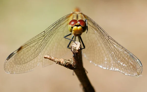 Dragonfly Frumos Ramură Close Fundal Neted Bej — Fotografie, imagine de stoc