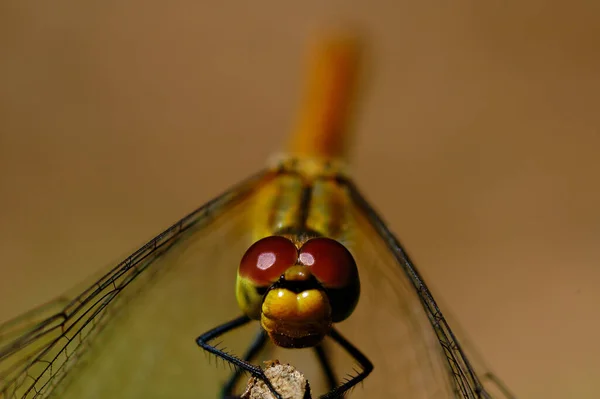 Schöne Libelle Auf Einem Ast Nahaufnahme Auf Beigem Hintergrund — Stockfoto