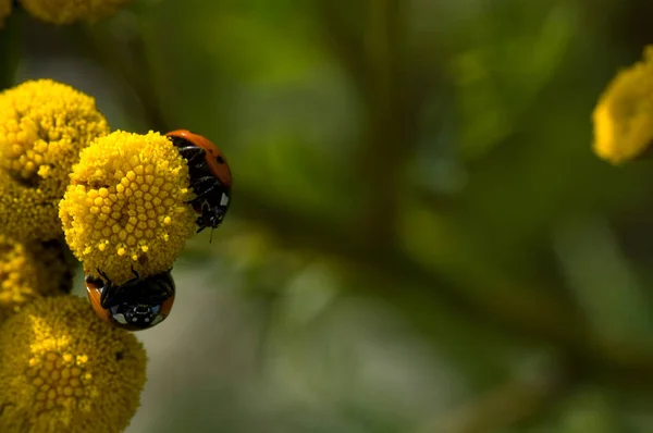 夏の緑の草原の黄色い花に黒い点のついた美しい赤いテントウムシ — ストック写真