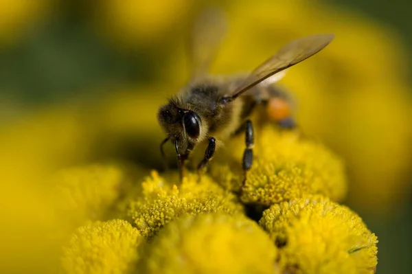 Beautiful Little Insect Bee Sitting Yellow Flower Summer Warm Day — Stock Photo, Image