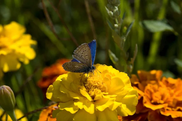 Ein Schöner Großer Farbenfroher Schmetterling Großaufnahme Der Einem Warmen Sommertag — Stockfoto