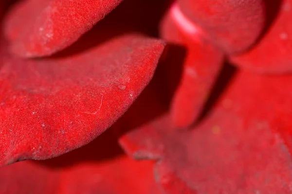 Hermoso Fondo Rojo Con Pétalos Flor Rosa Primer Plano — Foto de Stock