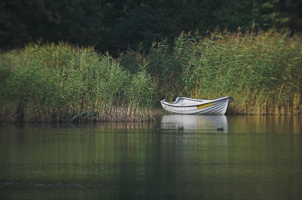 Einem Schönen Sommertag Schilf See Festgemacht — Stockfoto