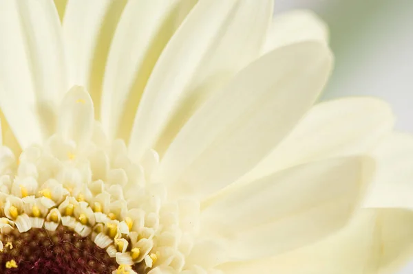 Όμορφο Λευκό Λουλούδι Gerber Κοντινό Πλάνο Ένα Ελαφρύ Φόντο — Φωτογραφία Αρχείου