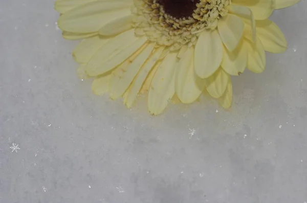 Beautiful White Gerber Flower Close Light Background — Stock Photo, Image