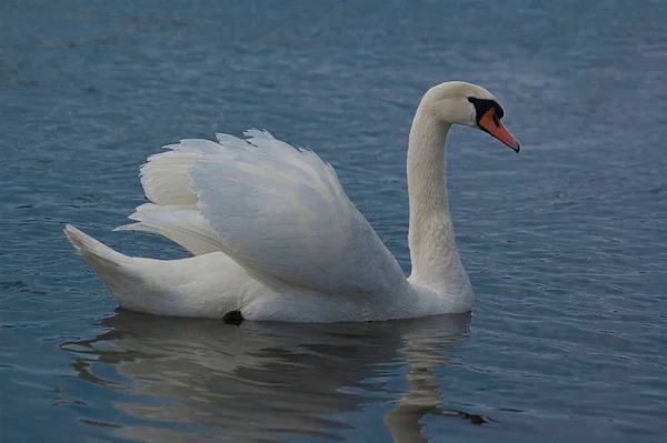 Beautiful Adult Bird White Swan Blue Water Natural Habitat — Stock Photo, Image