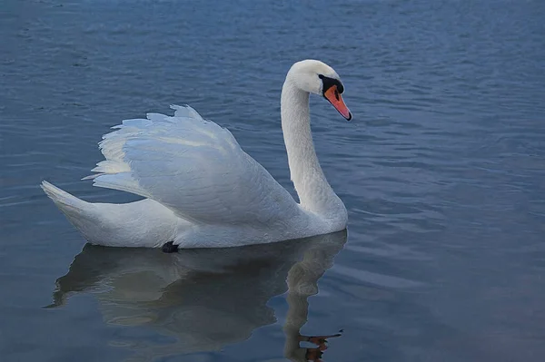 Beautiful Adult Bird White Swan Blue Water Natural Habitat — Stock Photo, Image