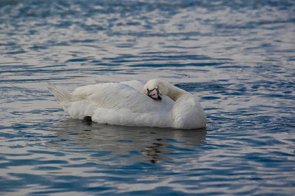 Красивая Взрослая Птица Белого Лебедя Голубой Воде Естественной Среде Обитания — стоковое фото