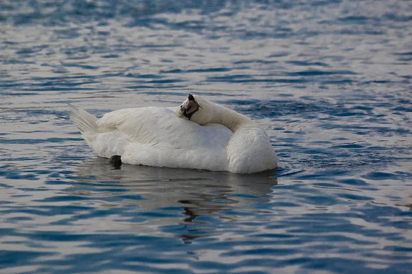 Hermoso Pájaro Adulto Cisne Blanco Sobre Agua Azul Hábitat Natural — Foto de Stock