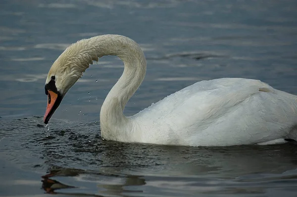 Beautiful Adult Bird White Swan Blue Water Natural Habitat — Stock Photo, Image