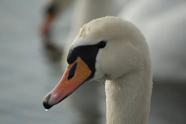 Beautiful Adult Bird White Swan Blue Water Natural Habitat — Stock Photo, Image