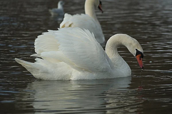 Bel Oiseau Adulte Cygne Blanc Sur Eau Bleue Dans Habitat — Photo