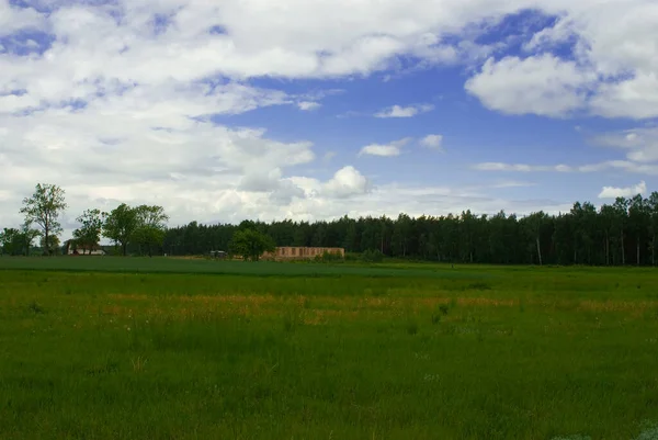 Красивый Природный Зеленый Весенний Сельский Спокойный Пейзаж Голубым Небом — стоковое фото