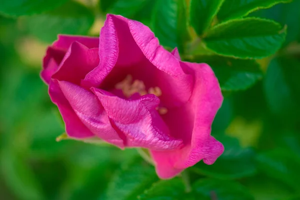 Beautiful Pink Rose Green Leaves Bush Summer Garden — Stock Photo, Image