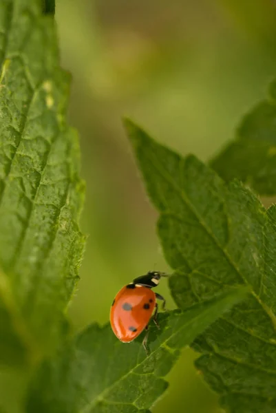 Pequeno Vermelho Bonito Com Pontos Pretos Joaninha Uma Folha Verde — Fotografia de Stock