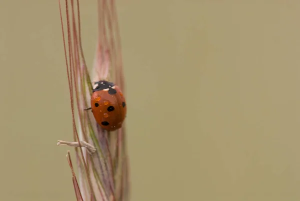 Bela Pequena Joaninha Delicada Close Sentado Uma Orelha Centeio Fundo — Fotografia de Stock