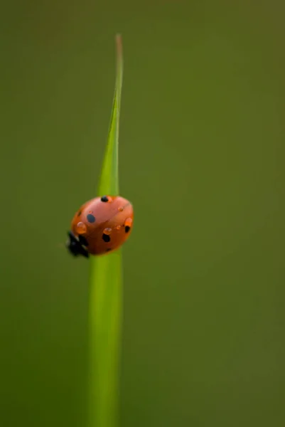 Pequeno Vermelho Bonito Com Pontos Pretos Joaninha Uma Folha Verde — Fotografia de Stock