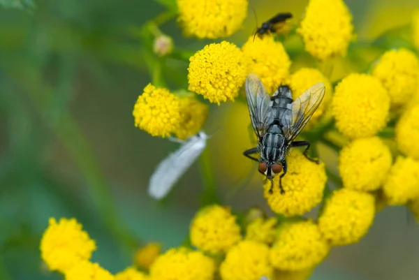 Belle Fleur Jaune Été Jour Été Avec Une Mouche Gros — Photo