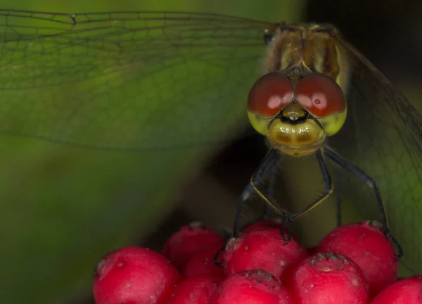 Hermosa Libélula Depredadora Sentado Los Frutos Rojos Planta Primer Día — Foto de Stock