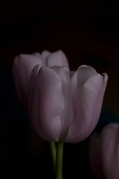 Beautiful Spring Delicate Pink Tulip Black Smooth Background — Stock Photo, Image