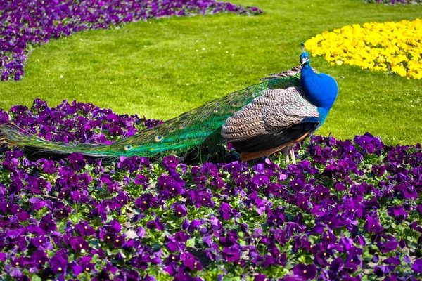 Beautiful Portrait Male Peacock Bird Colorful Flowers Summer Garden — Stock Photo, Image