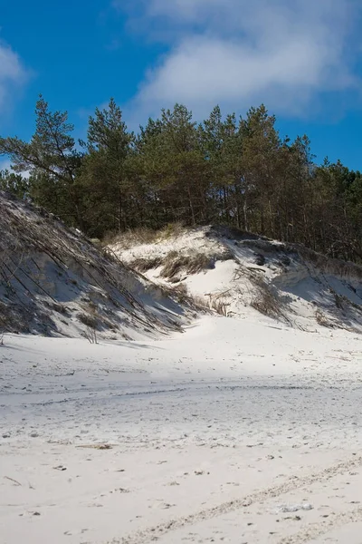 Gyönyörű Természetes Tengerparti Táj Balti Tenger Strand Fehér Homokdűnék Fenyőfák — Stock Fotó