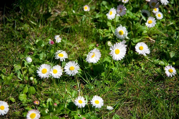 ดอกไม สวยงาม ดอกเดซ ขาวเต บโตบนท งหญ ยวฤด ใบไม ในระยะใกล — ภาพถ่ายสต็อก