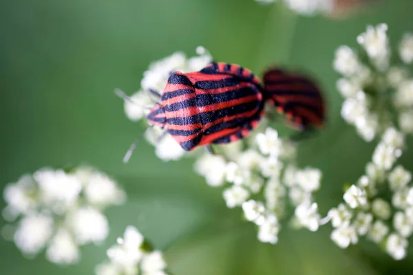 Vacker Liten Svart Röd Insekt Vit Blomma Sommar Grön Äng — Stockfoto