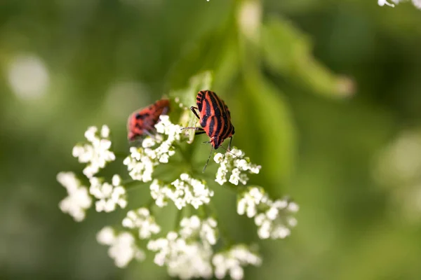 Bellissimo Piccolo Insetto Nero Rosso Fiore Bianco Prato Verde Estivo — Foto Stock