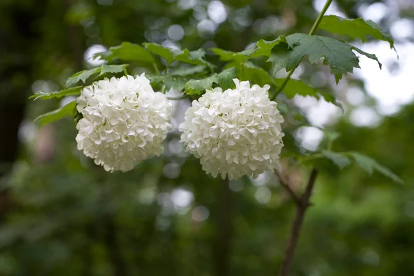 在春天花园的绿叶间 密闭着美丽的百里香花 — 图库照片