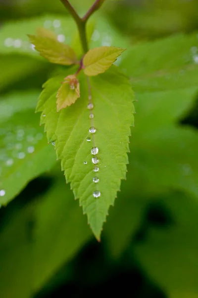 Beautiful Little Rain Drops Green Leaf Meadow Summer Day — Stock Photo, Image