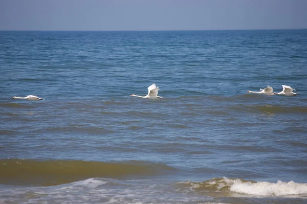 Beautiful Landscape Polish Baltic Sea Blue Water Key White Swan — Stock Photo, Image