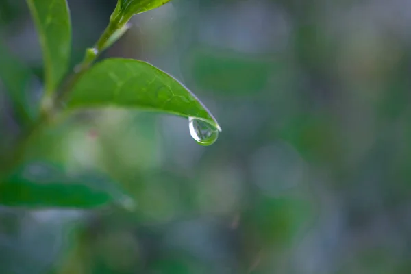 美丽的小雨滴在草地上的绿叶上 — 图库照片