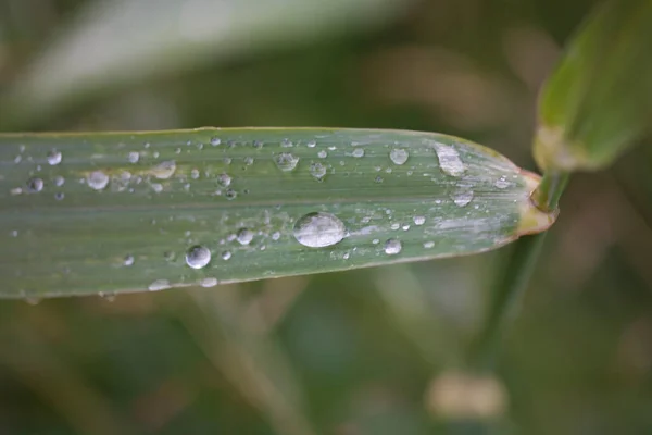 Красивые Капли Дождя Зеленый Лист Лугу Летний День — стоковое фото